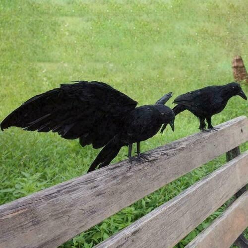 Halloween realistic crow - halloween, prop