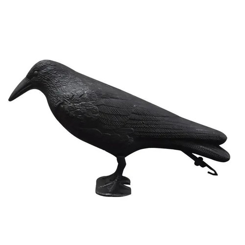 Black raven bird - black,