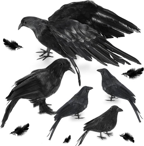 Pack halloween crows real - pack,
