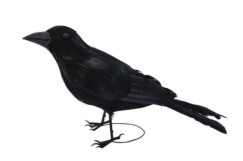 Forum crow raven halloween - forum, crow/raven
